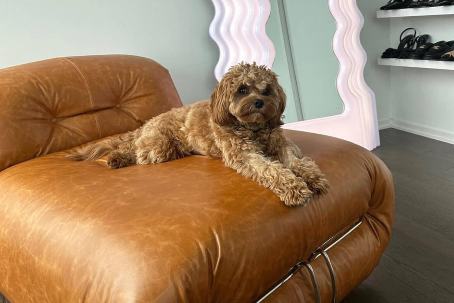 An adorable brown poodle lounges on a Soriana Sofa Lounge Chair, positioned in a bedroom with a chic décor.